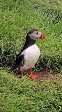 Canlı bir martı İzlanda kıyı manzarasının zengin yeşil çimlerine tünemiş..