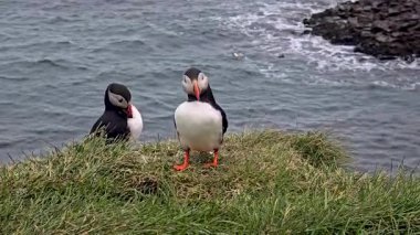 İzlanda 'da okyanusa bakan çimenli bir uçurumda iki büyüleyici martı. Deniz manzarasının doğal güzelliği bu renkli deniz kuşları için çarpıcı bir zemin oluşturur..