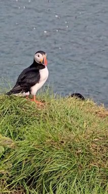 Renkli marffinler yemyeşil kayalıklarda dikilip aşağıdaki parlak mavi denizi seyrederler. Bu doğal ortam İzlanda 'nın nefes kesici sahil güzelliğini ve eşsiz vahşi yaşamı yansıtıyor..