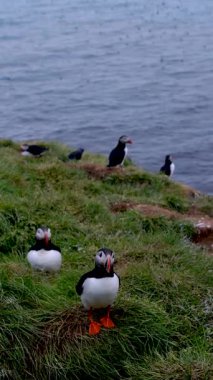Renkli martılar, sakin sulara karşı yiyecek arayarak Borgarfjordur, İzlanda 'nın yemyeşil kayalıklarını keşfediyorlar. Doğal ortamlarında vahşi yaşamın enfes bir fotoğrafı..