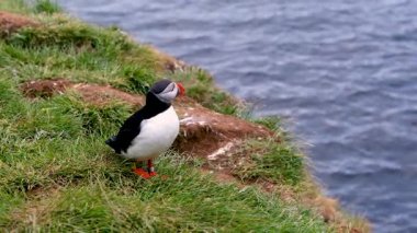 Borgarfjordur Eystri, İzlanda 'daki yeşil çimenli kayalıklarda bir martı duruyor, aşağıdaki mavi sulara bakıyor. Martı 'nın parlak turuncu ayakları ve renkli bir gagası var..