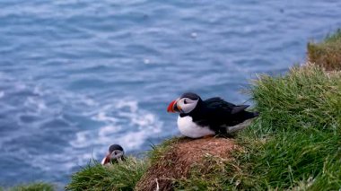 Bir martı, Borgarfjordur, İzlanda 'da, parlak bir yaz gününde çalkantılı Kuzey Atlantik okyanusuna bakan çimenli bir uçurumun kenarında huzur içinde yatar..