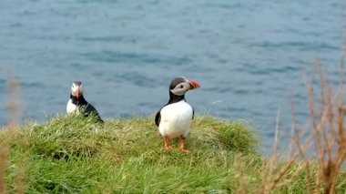 İzlanda 'nın büyüleyici Borgarfjordur kayalıklarında martılar görülmekte, çevreleriyle etkileşime geçmekte ve yuva yapmaya hazırlanmaktadırlar. Renkli gagaları kıyı sahnesine enerji katıyor..