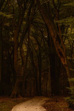Speulderbos 'un dingin güzelliğine doğru ilerleyin, burada yükselen ağaçlar sihirli bir gölgelik oluşturur. Huzurlu yol, aylakları bu sakin ormandaki canlı sonbahar renklerine davet eder..