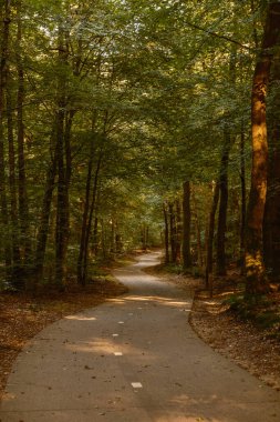 Hollanda 'nın Veluwe kentindeki Speulderbos ormanında uzun ağaçlarla çevrili dolambaçlı bir yolu içeren sakin bir sonbahar manzarasını keşfedin. Sonbaharın ılık renkleri büyülü bir atmosfer yaratır..