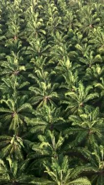 Lush green palm trees stretch across the landscape in Chumphon Thailand, creating a dense and vibrant plantation. The bright sunlight enhances the rich colors of the leaves, showcasing natures beauty.