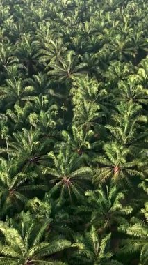 Expansive view of a vibrant palm tree plantation in Chumphon Thailand, with lush green leaves stretching towards the sky, illuminated by warm sunlight.