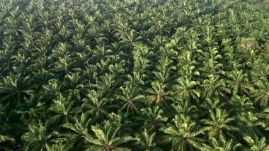 Experience the breathtaking beauty of vast palm tree fields in Thailand, showcasing lush greenery and natural serenity under a clear sky, ideal for nature lovers and adventurers.