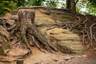 Dresden ve Elbe nehri kıyısındaki Saksonya, Almanya 'daki ulusal park Sakson İsviçre' deki Kurort Rathen köyü yakınlarındaki Bastei kumtaşı sütunları üzerinde panoramik kuş manzarası