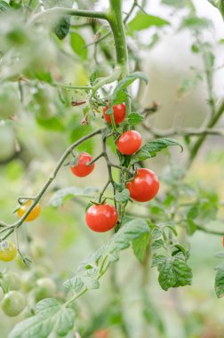 Bahçedeki bir dalda kırmızı domates