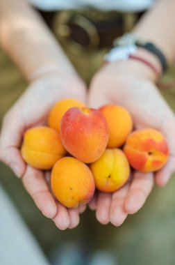 Ellerinde olgun kayısılar tutan kadın.