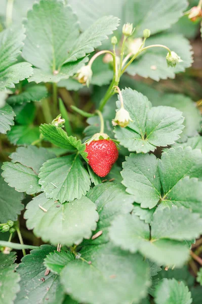 Strawberry Taman — Stok Foto