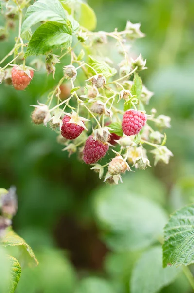 Raspberry Matang Semak Semak Taman — Stok Foto
