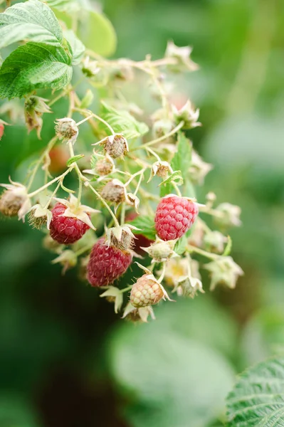 Raspberry Matang Semak Semak Taman — Stok Foto
