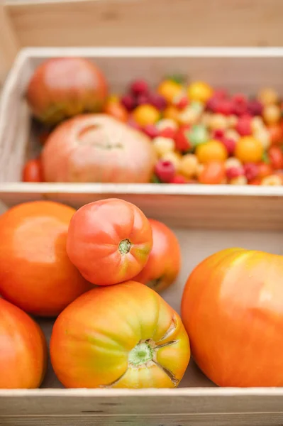 Tomates Vermelhos Frescos Uma Cesta — Fotografia de Stock