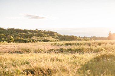 Ağaçlarla kaplı güzel bir manzara.