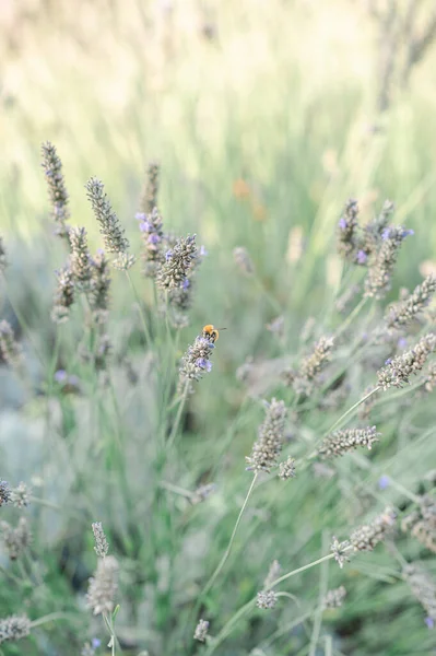 Красива Бджола Лавандовому Полі — стокове фото