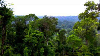 Evergreen yağmur ormanları. Afrika 'nın vahşi ormanının güzelliği ve gizemi. Farklı türlerden uzun ve gür yeşil ağaçlar..