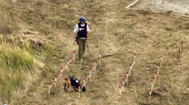 Kyiv, Ukrayna - 03 Ekim 2024: Patlayıcı aygıtları arayan Belçikalı bir çoban köpeği. Hava görünümü.