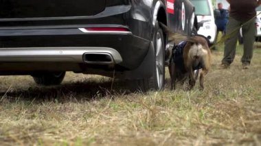 Bir koklayıcı köpek aktif olarak arabada patlayıcı arıyor. Belçikalı bir çoban köpeği iş başında. Köpek, araçtaki patlayıcı maddeleri tespit etmek için koku duyusunu kullanarak özel koruma ekipmanında çalışıyor..