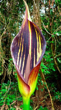 A rare flower of Amorphophallus titanum in the wild subtropical rain forest of Africa. Exotic jungle plants. clipart