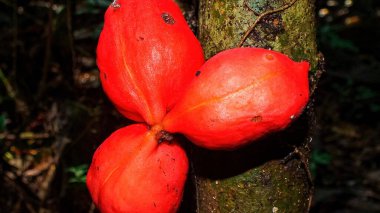 Three bright red tropical fruits on a tree trunk in the rain forest. Exotic jungle plants. clipart