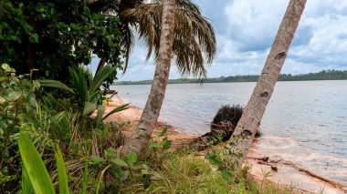 Ekvator Ginesi kıyısı, Afrika. Hindistan cevizi palmiyeleri kumlu sahillerin üzerinde. Kumlu plajların üzerinde devasa hindistan cevizi palmiyeleri kulesi sükunet ve egzotizm hissi yaratıyor..