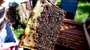 Bir arı yetiştiricisi bal dolu ve arılarla dolu bir bal peteği çerçevesi tutar..