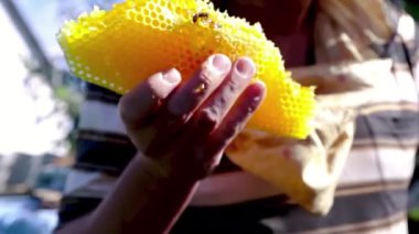 Arıcılık. Bal üretimi / Arıcı 'nın elinde bal dolu sarı bal petekleri var. Kalın kehribar bal taraktan akar.