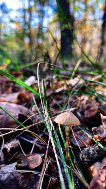 Small mushroom on the ground among fallen leaves in the wild. Detailed view of the forest floor with a small mushroom. The atmosphere of autumn clipart