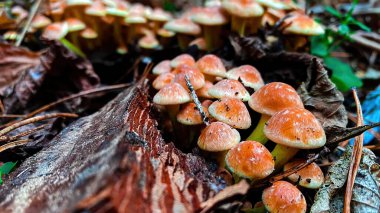 Mantarların ayrıntılı görüntüsü: sonbahar ormanlarındaki vahşi doğada sülfür sarısı mantarlar.