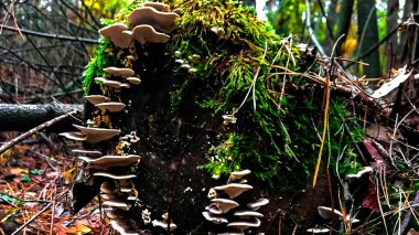 Mushrooms on Moss-Covered Stump: Light Mushroom Caps Growing Around a Mossy Stump in Autumn Forest, with Natural Contrast of Green and Brown clipart