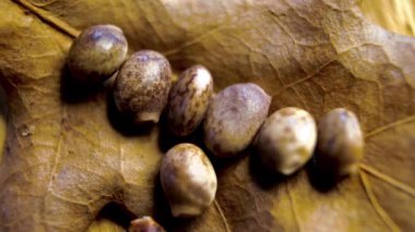 Sarı bir yaprağın üzerindeki pürüzsüz kremalı oval lupin tohumları - doğal şekillerin soyut bileşimi ve güneşli sarı tonlu renk paleti