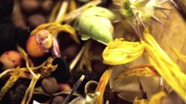 Tohumlar ve kurumuş çiçekler: yeşil ve kahverengi tohumlar ve kurumuş çiçeklerle botanik bileşimi. Soyut organik dokular.