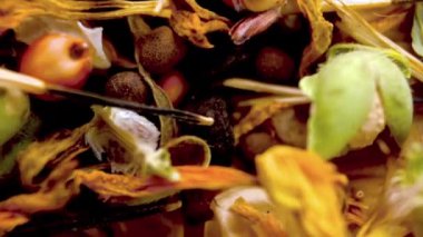 Makro. Tohum çeşitliliği: doğal dokular ve doğal renkler. Tohumların çeşitliliği: farklı şekil ve renklerde çiçek tohumları. Kahverengi, yeşil ve bej tonları.