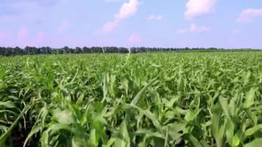 Agronomi. Yazın gökyüzünün altında yeşil bir sorghum tarlası. Tarım.
