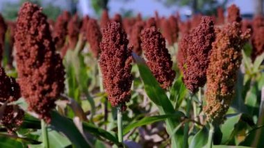 Olgun sorgum: yeşil bir tarlada kırmızı-kahverengi taneli kulaklar. Sorghum taneciklerinin dokusu. Tarım