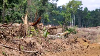 Yağmur ormanlarının tahrip edilmesi. Çevresel kriz: Doğal çevrenin tahrip edilmesi. Afrika