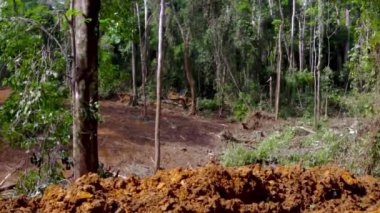 Yağmur ormanlarının yok edilmesi: ormanların yok edilmesi sırasında bir buldozer. Tropikal ormanlarda ormanların tahrip edilmesi. Afrika