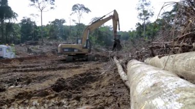Batata, Ekvator Ginesi - 10.10.2024: Tropikal ormanda ormanların tahrip edilmesi: ormanların yok edilmesi alanında kazıcı. Afrika.