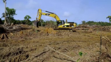 Batata, Ekvator Ginesi - 10.10.10.2024: Yağmur ormanlarının tahrip edilmesi: Kazıcı ağaç kütükleri ve orman enkazından alanı temizliyor.