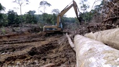 Batata, Ekvator Ginesi - 10.10.2024: Yağmur ormanlarının tahrip edilmesi: ağaç gövdeleri arasında kazı yapan. Afrika 'da Ağaç Kesme.