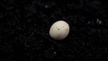 Close-up. A light beige soybean seed on dark, damp soil. clipart