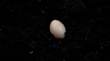 Yakın plan. Bereketli topraklarda hafif soya fasulyesi tohumu. Açık bej soya tanecikleri kısmen ıslak siyah toprağa gömülüdür..