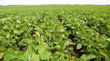 Yazın gökyüzünün altındaki yeşil soya tarlası. Tarım, Tarım