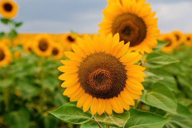 Arazide parlak sarı taç yaprakları olan ayçiçeğini kapat. Zengin merkezli parlak sarı bir çiçek..