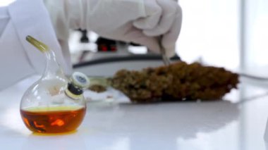 Laboratuvarda, kırmızı-kahverengi taneli olgun bir sorgunun incelenmesi. Laboratuvarda mikroskop kullanarak sorgunun bilimsel analizi..