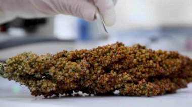 Bilimsel araştırmalar için sorghum tanelerinin analizi. Laboratuvarda laboratuvar asistanı kulaklıklarla çalışıyor..