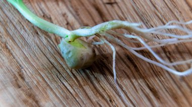 Ahşap bir yüzeye kök salmış bezelye tohumu. Yakın plan..