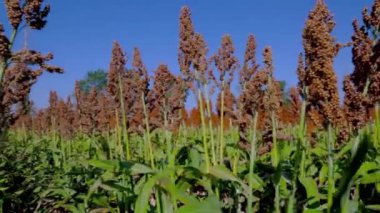 Gökyüzüne karşı olgun sorghum yakın çekim. Tarlada tahıl süpürgesi paniği